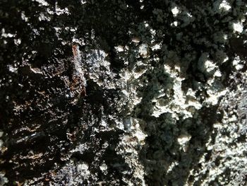 Low angle view of lichen on tree trunk