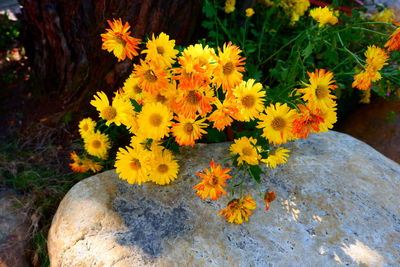 flowering plant