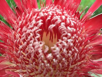 Full frame shot of red flower