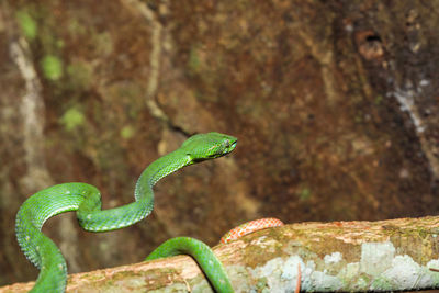 Close-up of lizard