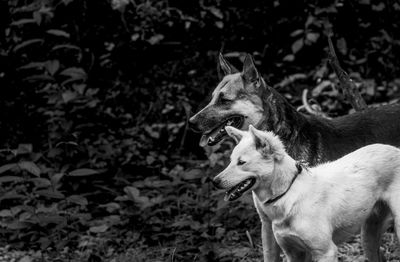 Side view of two dogs in woodland
