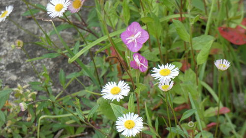 High angle view of pink flowering plant on field