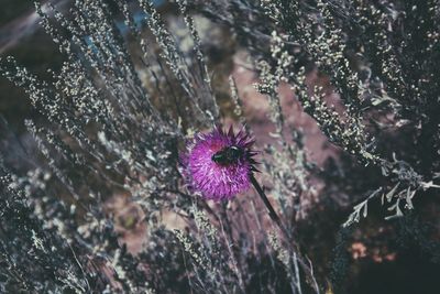 Close-up of purple flowers against blurred background