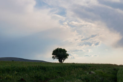 Single tree on field against sky