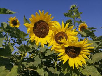 Close-up of fresh sunflowers against sky