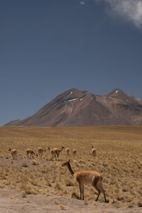 Sheep in a desert