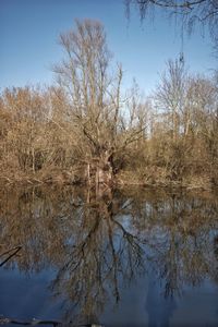 Reflection of bare trees in lake against sky