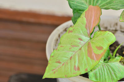 Syngonium milk confetti in pot