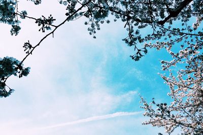 Low angle view of trees against sky