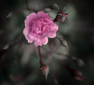 Close-up of pink rose
