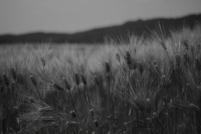 Close-up of wheat crop