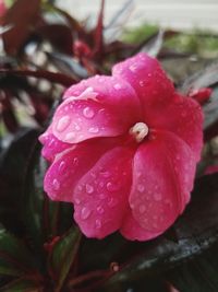 Close-up of wet pink rose flower