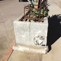 Shadow of tree on the wall