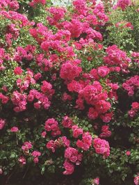 Close-up of pink flowers