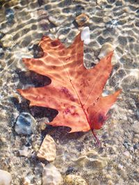 High angle view of maple leaf on water