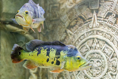 Close-up of fish swimming in sea