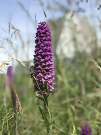 Close-up of purple flowering plants on field