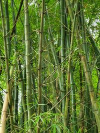 Full frame shot of bamboo trees in forest