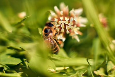 Close-up of insect on flower