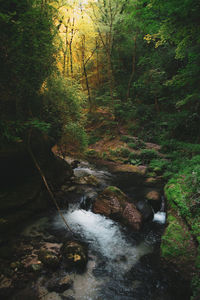 Stream flowing amidst trees in forest