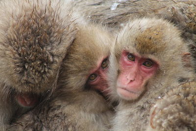 Portrait of japanese macaques