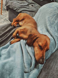 High angle view of dog sleeping on bed