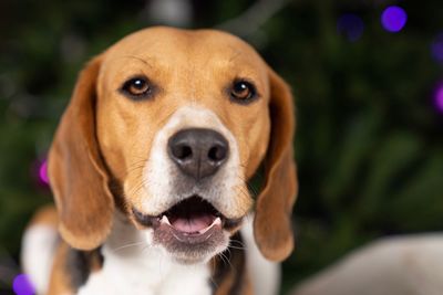 Close-up portrait of dog sticking out tongue outdoors