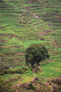 High angle view of agricultural field