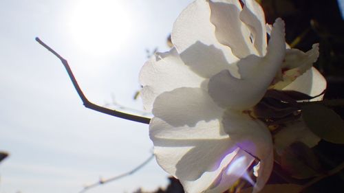 Close-up of white flowering plant against sky