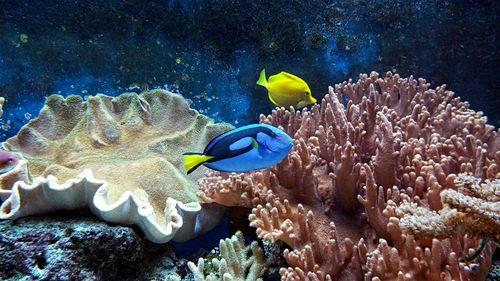 Fish swimming in sea