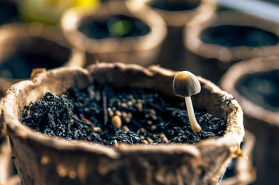 Close-up of mushroom against blurred background