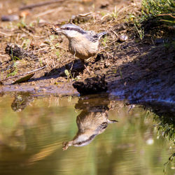 Close-up of duck in lake