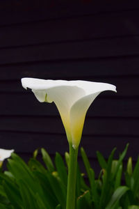 Close-up of white flowering plant