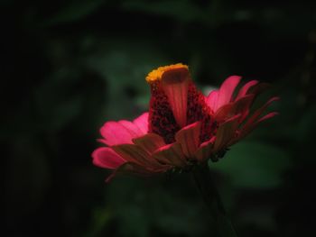 Close-up of pink flower