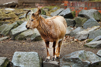 Lion standing on rock against wall at zoo