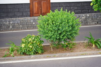 Plants growing by wall of building