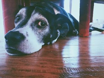 Close-up portrait of a dog