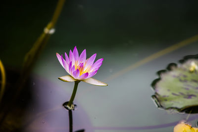 Close-up of purple flower