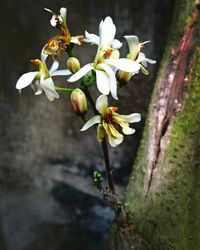 Close-up of white flowers blooming outdoors