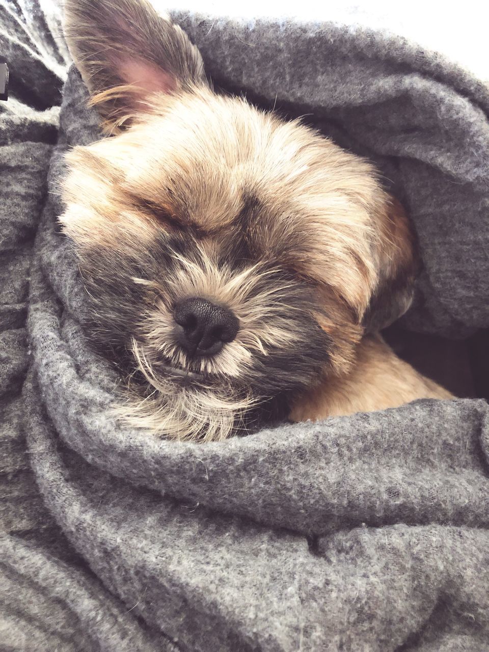 CLOSE-UP OF A DOG WEARING ANIMAL