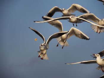 Low angle view of seagulls flying against clear sky