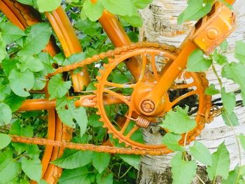 High angle view of orange plants