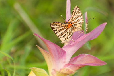 Close-up of butterfly pollinating on flower