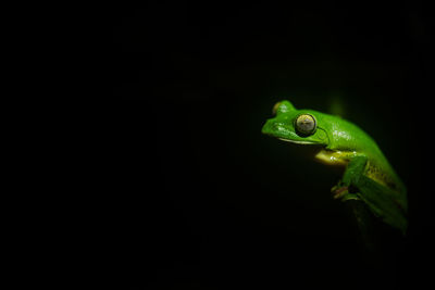The malabar gliding frog