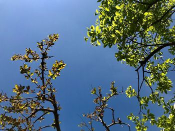 Low angle view of tree against blue sky