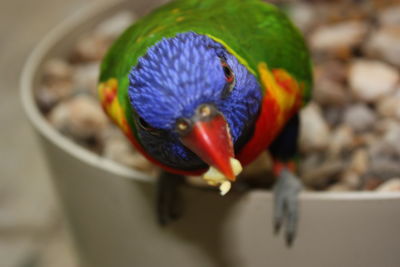 Close-up of parrot