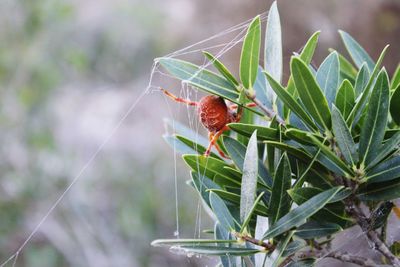 Close-up of insect on plant
