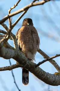 Low angle view of eagle perching on branch