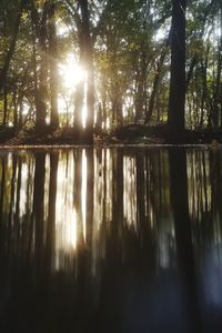 Sunlight streaming through trees in lake