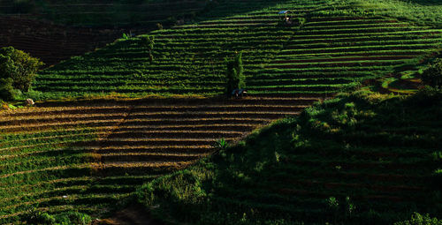 Panoramic shot of agricultural field